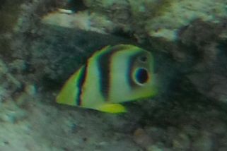 Chaetodon capistratus - Vieraugen-Schmetterlingsfisch (Vieraugen-Falterfisch)